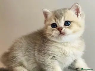British Shorthair cats Beautiful AY11 blue golden British shorthair - Advert 1