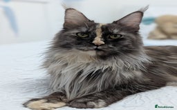 Maine Coon cats for sale: Maine Coon X kittens - Image 25