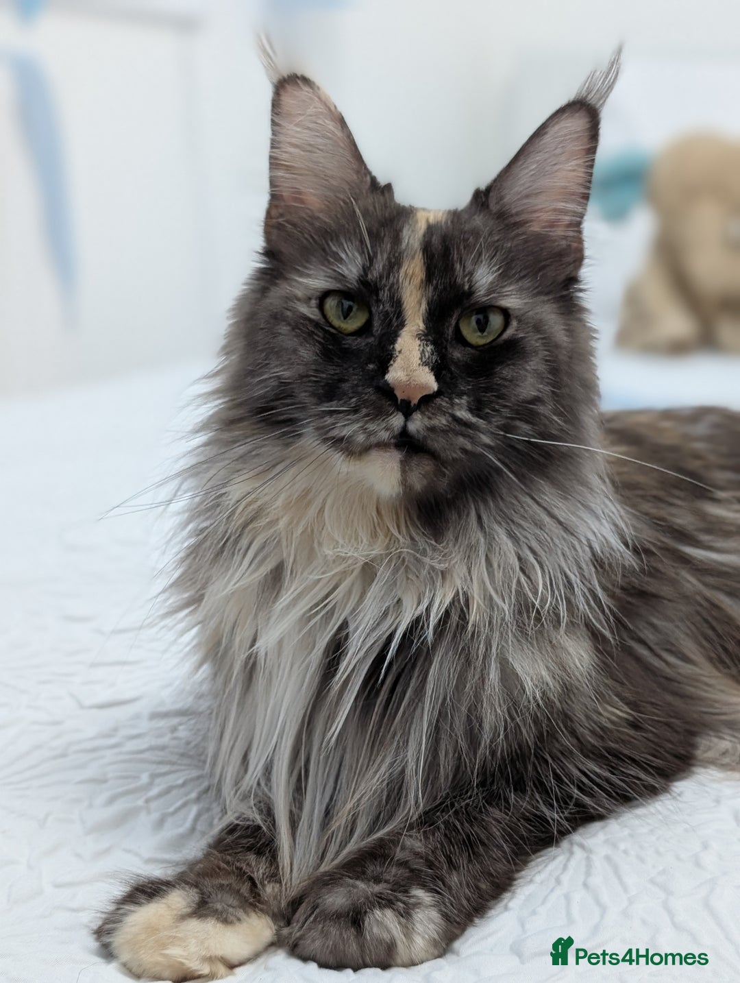 Maine Coon cats for sale: Maine Coon X kittens - Image 25