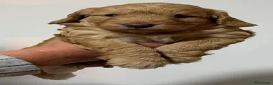 Cockapoo 3