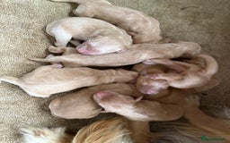 Golden Retriever dogs for sale: Stunning Top Quality Lines Golden Retriever Pups - Image 7