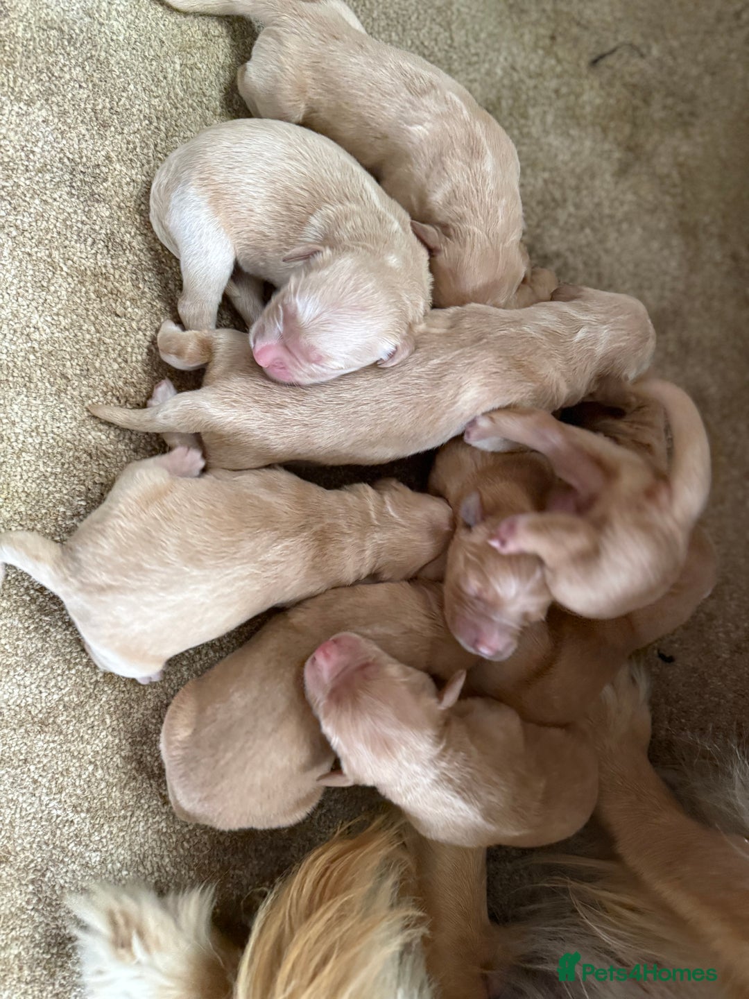 Golden Retriever dogs for sale: Stunning Top Quality Lines Golden Retriever Pups - Image 7