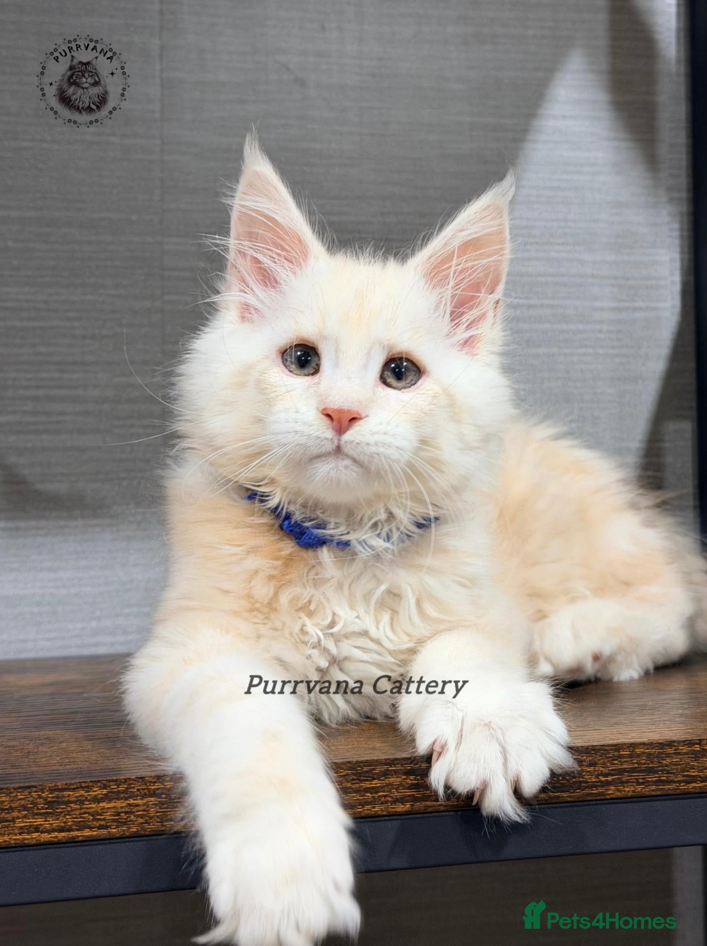 Maine Coon cats TICA registered Maine coon kittens  - Advert 1