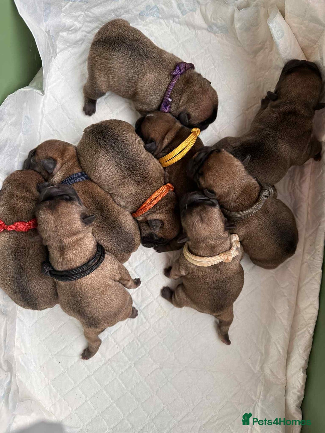 French Bulldog dogs for stud: Mani standard red silver fbce RFG 1  in Edinburgh - Advert 33