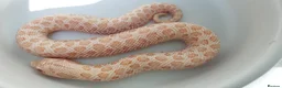 Snake reptiles for sale: Baby Western hognoses CB 25 & 26 ready to go  - Advert 8