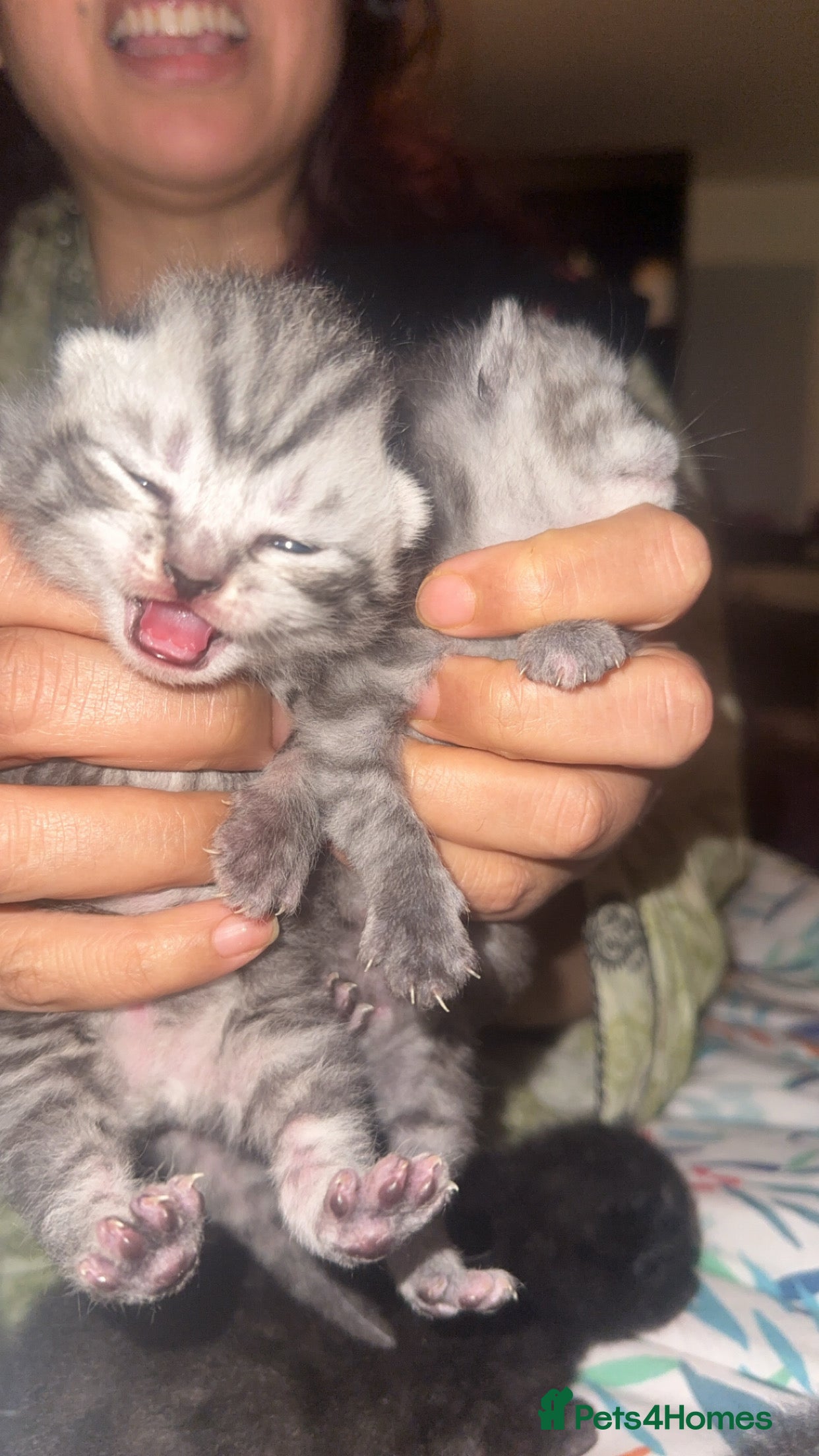 Scottish Fold cats Scottish fold beautiful kittens - Advert 11