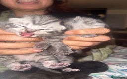 Scottish Fold cats for sale: Scottish fold beautiful kittens - Image 1