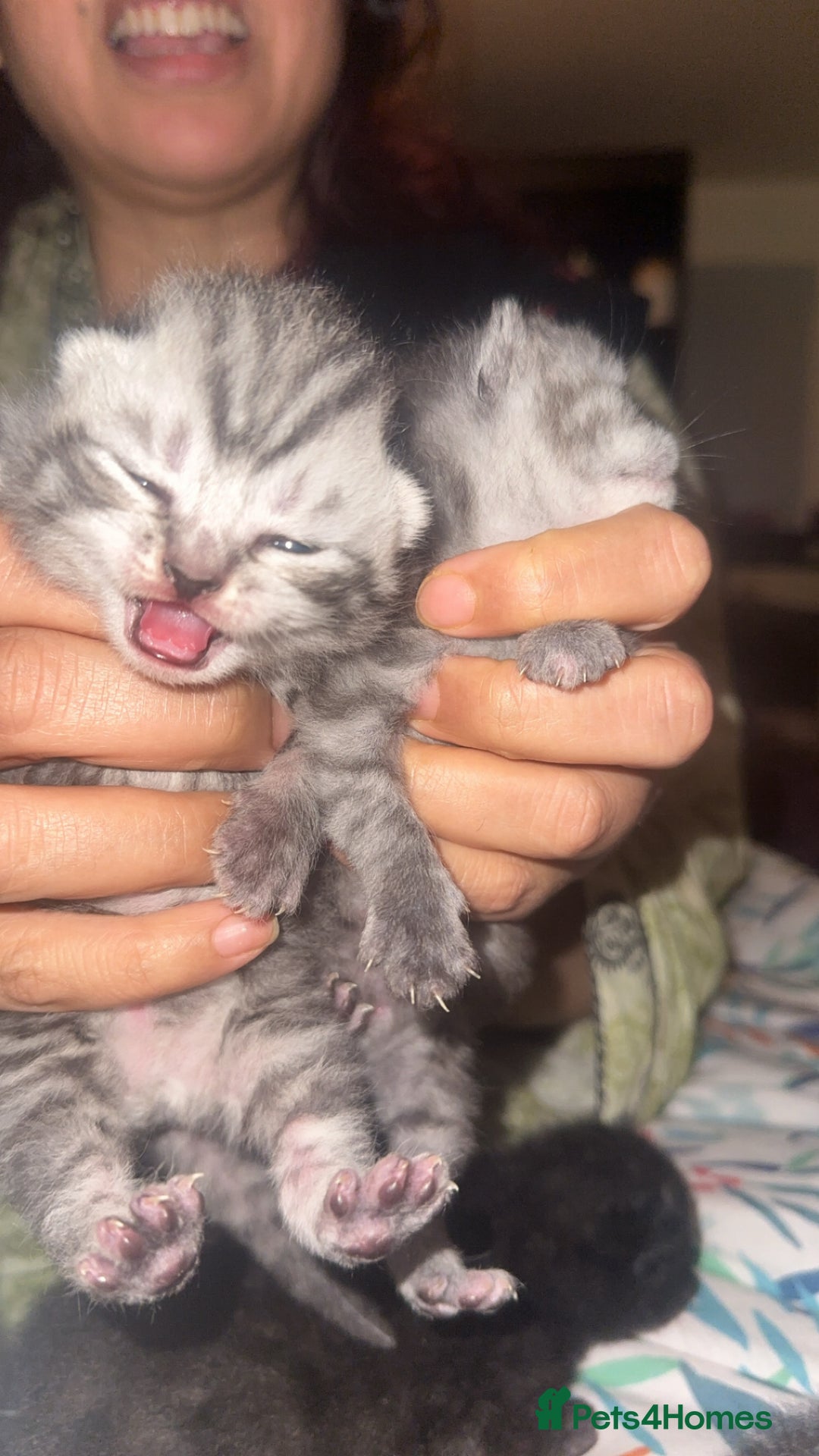 Scottish Fold cats for sale: Scottish fold beautiful kittens - Image 1