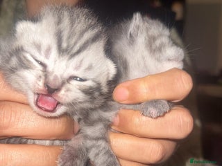 Scottish Fold cats - Advert 13