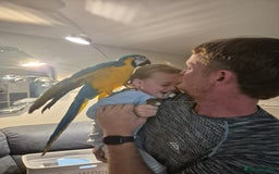 Macaws birds for sale: Blue & Gold Male Macaw - Image 6