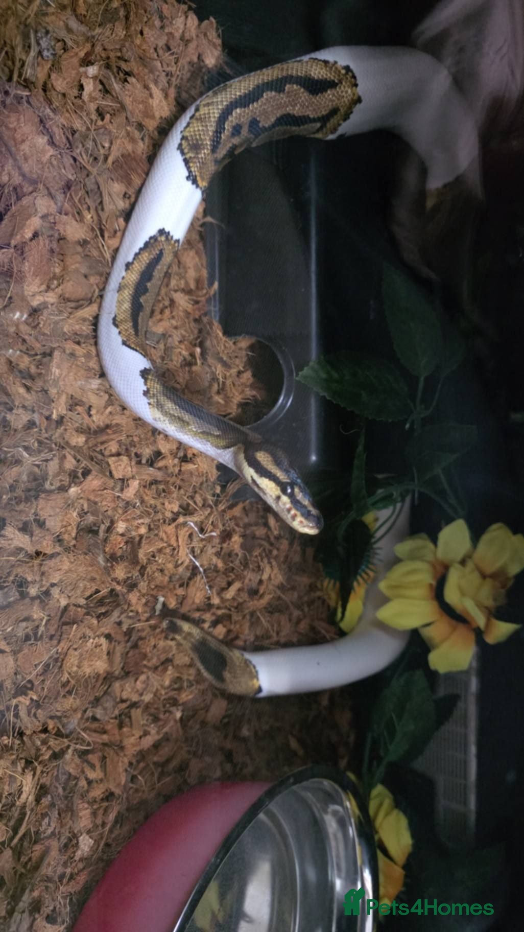 Python Snake reptiles Beautiful 3yr Male Royal python for sale - Advert 1