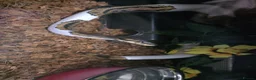 Python Snake reptiles for sale: Beautiful 3yr Male Royal python for sale in Bristol - Advert 1