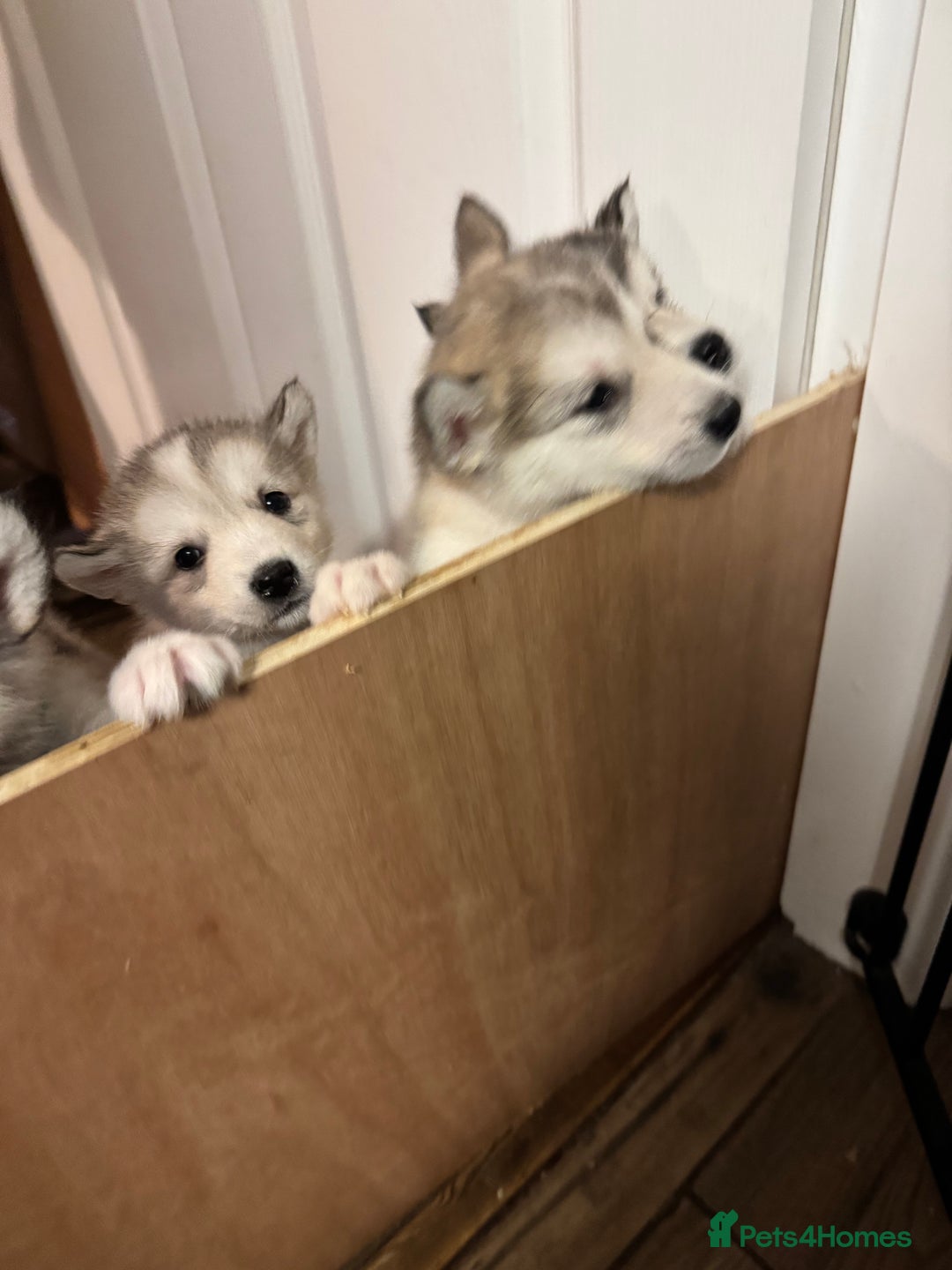 Alaskan Malamute dogs for sale: 3 left beautiful Alaskan malamute puppies  - Advert 3