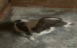 Cocker Spaniel dogs for sale: Cocker spaniel girl for sale  - Image 3