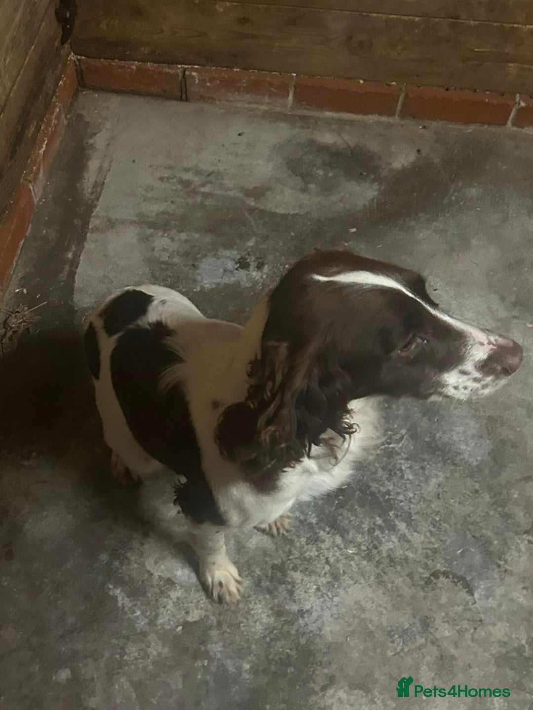 Cocker Spaniel dogs for sale: Cocker spaniel girl for sale  - Image 3