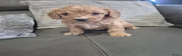 Cavapoo dogs for sale: F1 Cavapoo's  - Advert 12