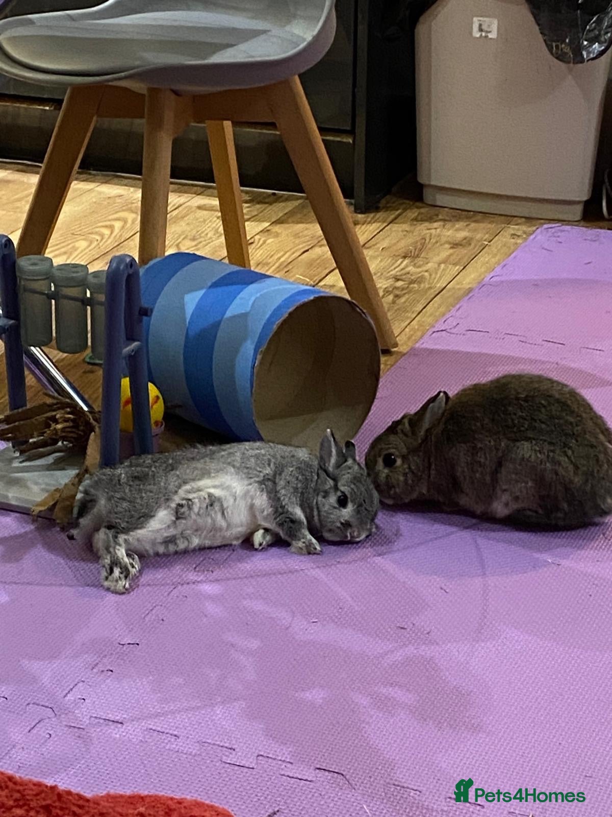 Netherland Dwarf rabbits 2 Loving Netherland Dwarves Urgently Need a Home - Advert 10