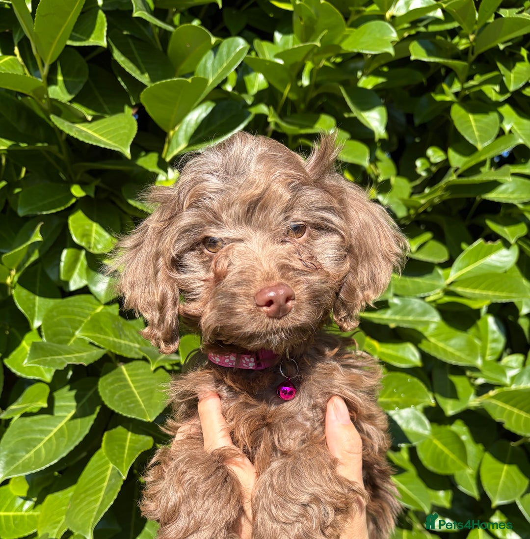 Cockapoo dogs for sale: Stunning Cockerpoo Puppies - Image 5