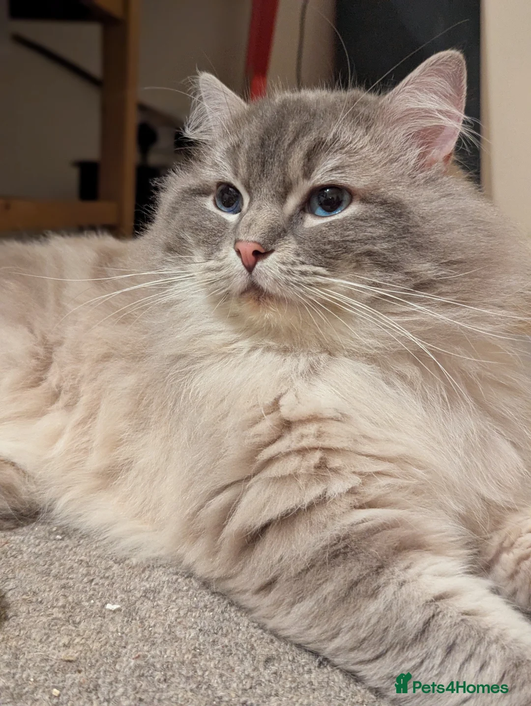 Ragdoll cats for stud: King Baloo👑💖 - Advert 2