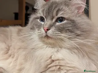Ragdoll cats King Baloo bear ๐จ๐๐ - Advert 8