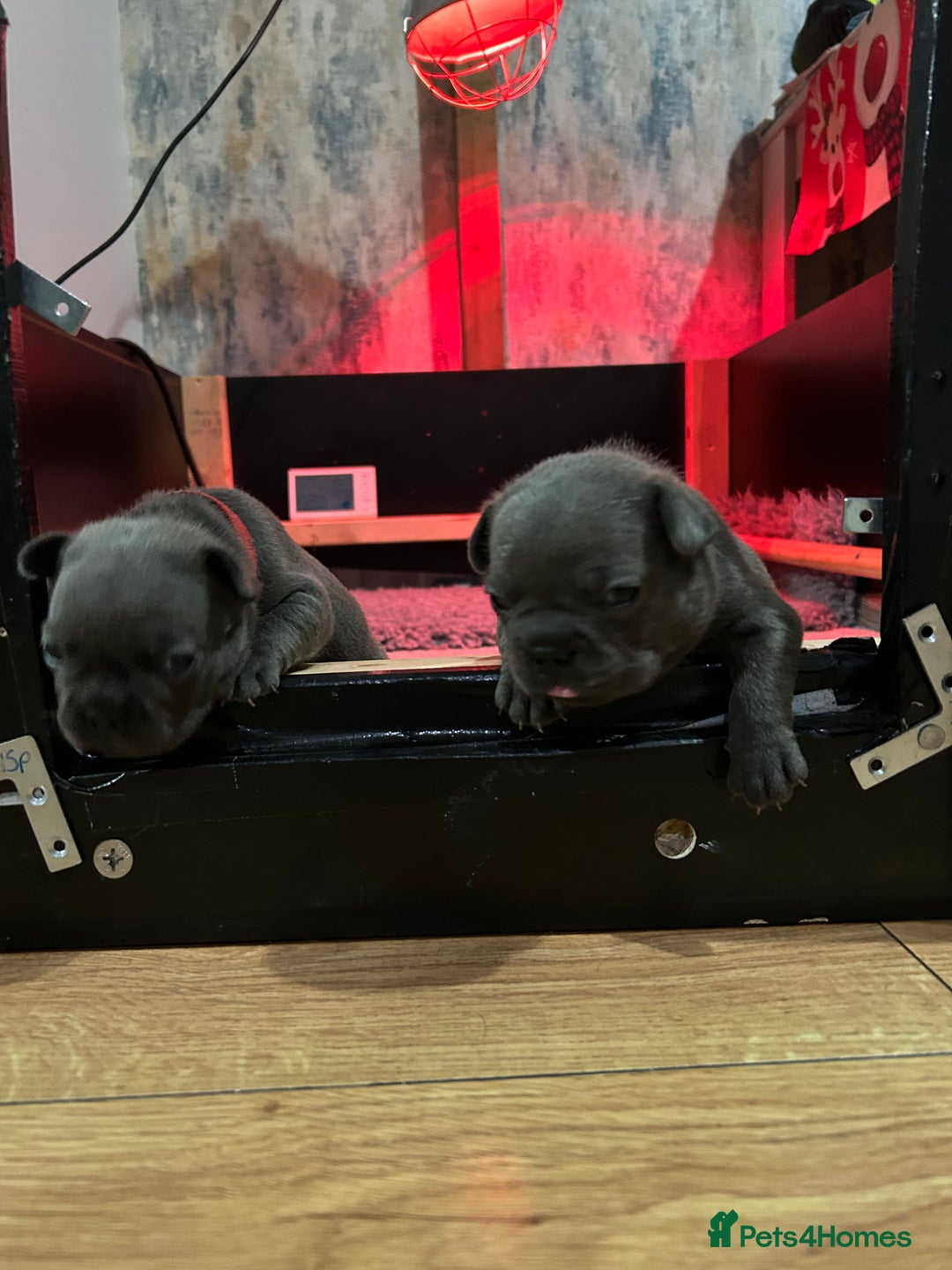 French Bulldog dogs for sale: Top quality French bulldog pups - Advert 12