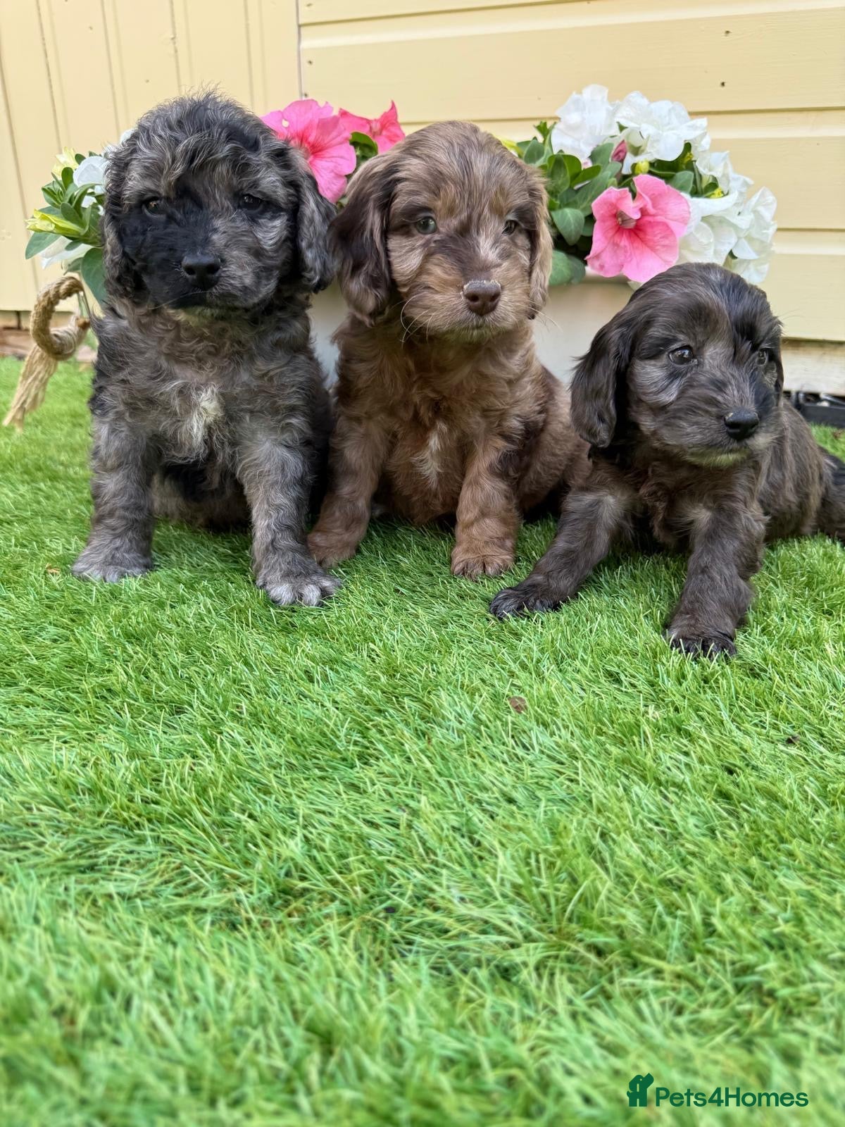 Cockapoo dogs Fully health checked cutest F1 cockapoos in kent  - Advert 2