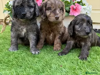 Cockapoo dogs Fully health checked cutest F1 cockapoos in kent - Advert 2