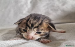 Maine Coon cats for sale: DNA TESTED 100% MAINE COON KITTENS  - Image 15