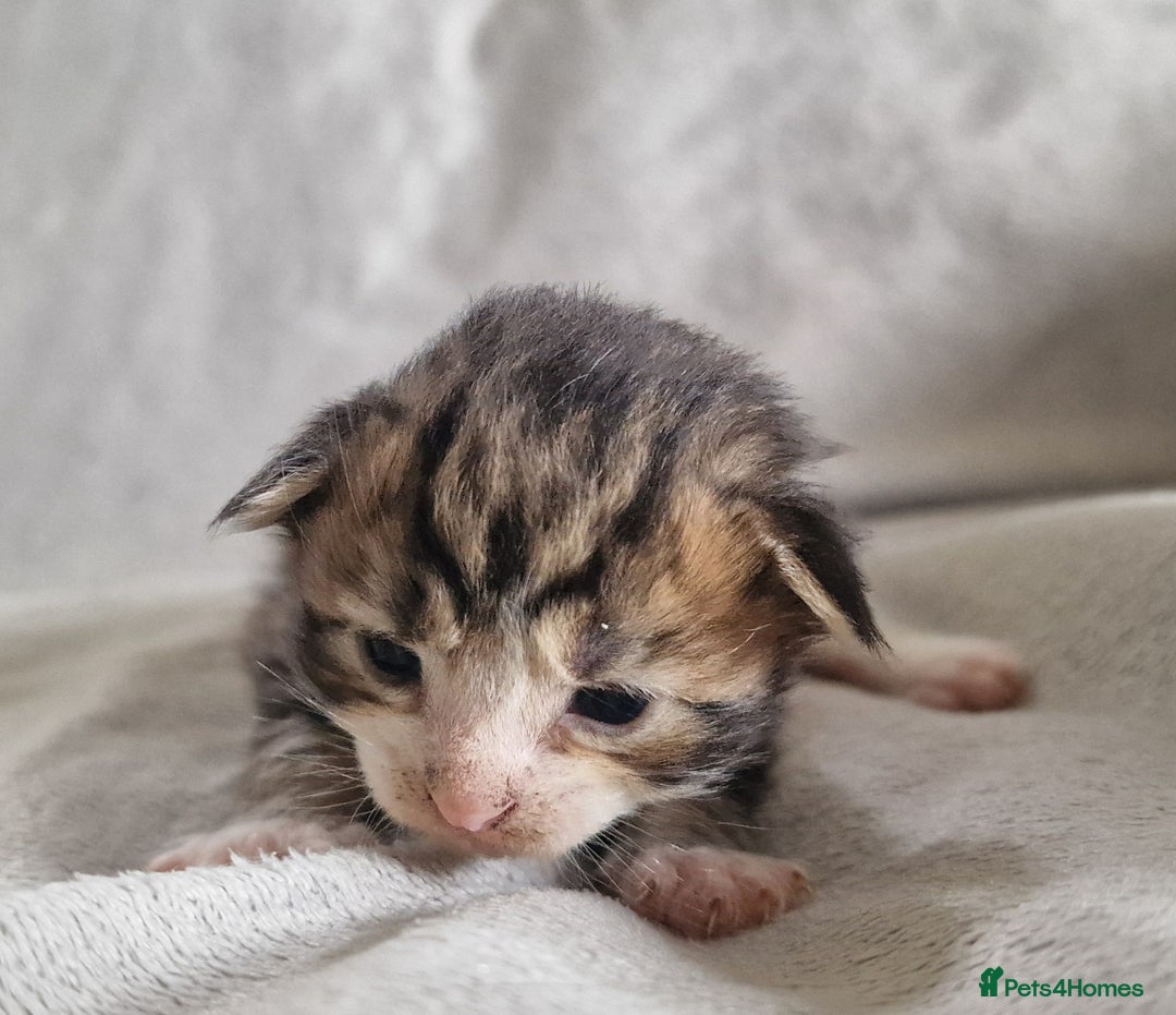 Maine Coon cats for sale: DNA TESTED 100% MAINE COON KITTENS  - Image 15