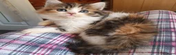 Mixed Breed cats for sale: mixed breed persian chinchilla kittens in Thornton Heath - Advert 4