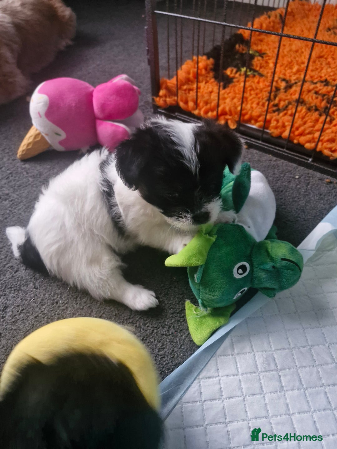 Mixed Breed dogs for sale: Stunning maltipoo x pug baby  - Advert 13