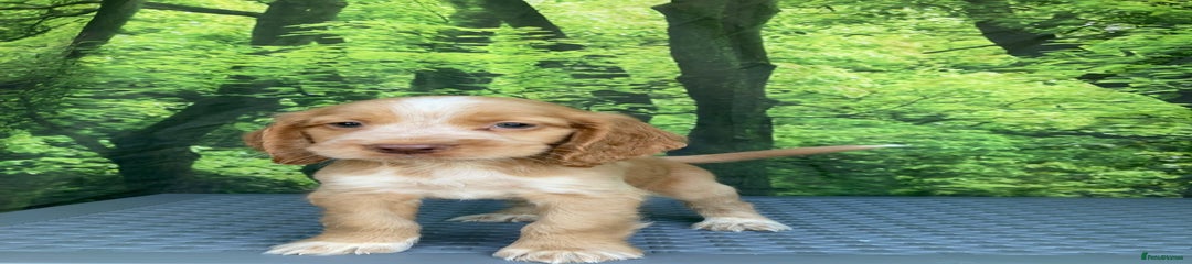 Cocker Spaniel Puppy 3