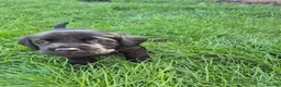 Labrador Retriever dogs for sale: Litter of 6 in Burton-on-Trent - Advert 6