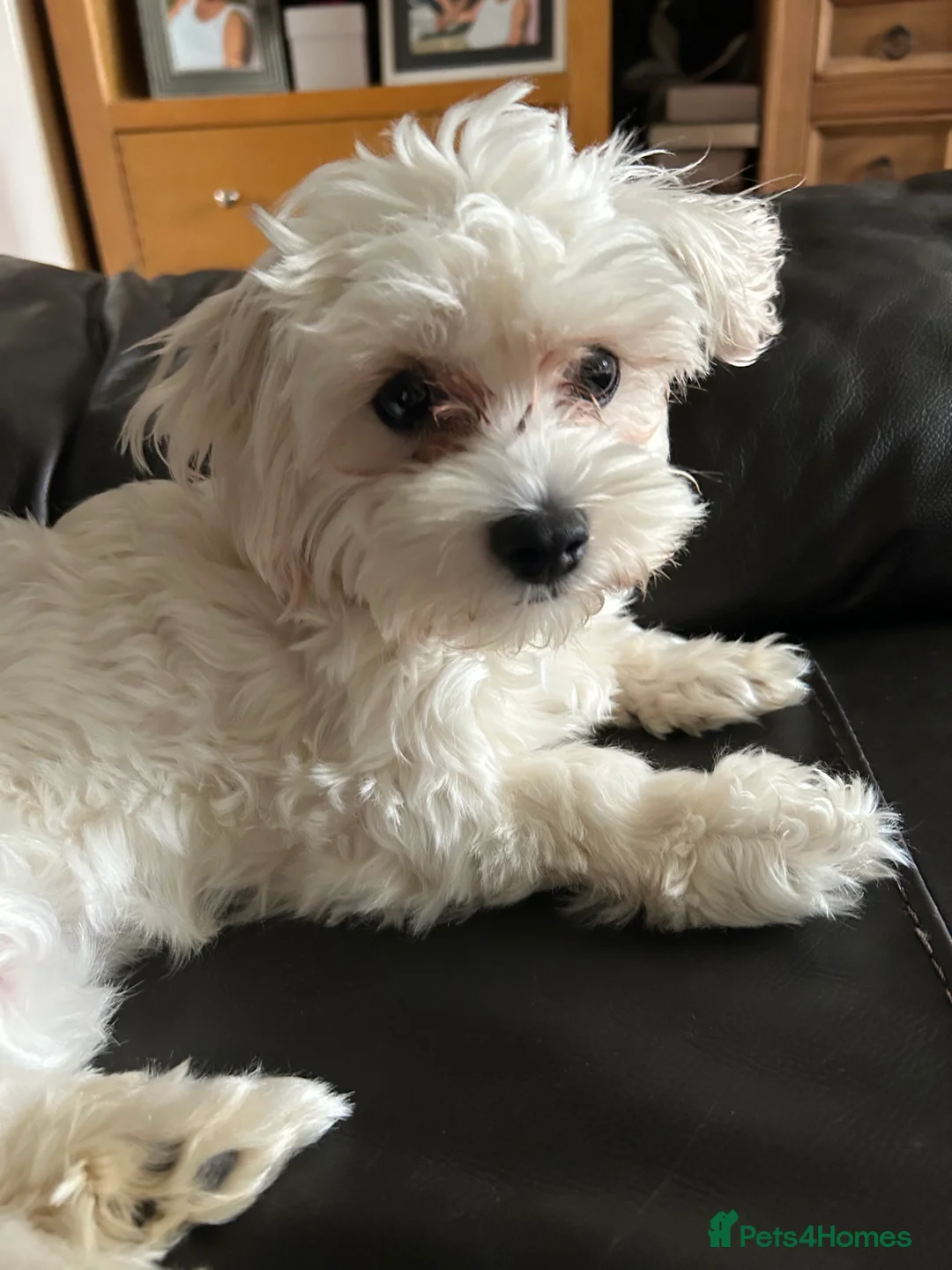 Maltese dogs for sale: Gladys is looking for a new home - Advert 5