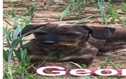 Miniature Dachshund dogs for sale: Wire Haired KC Miniature Dachshund  - Image 20