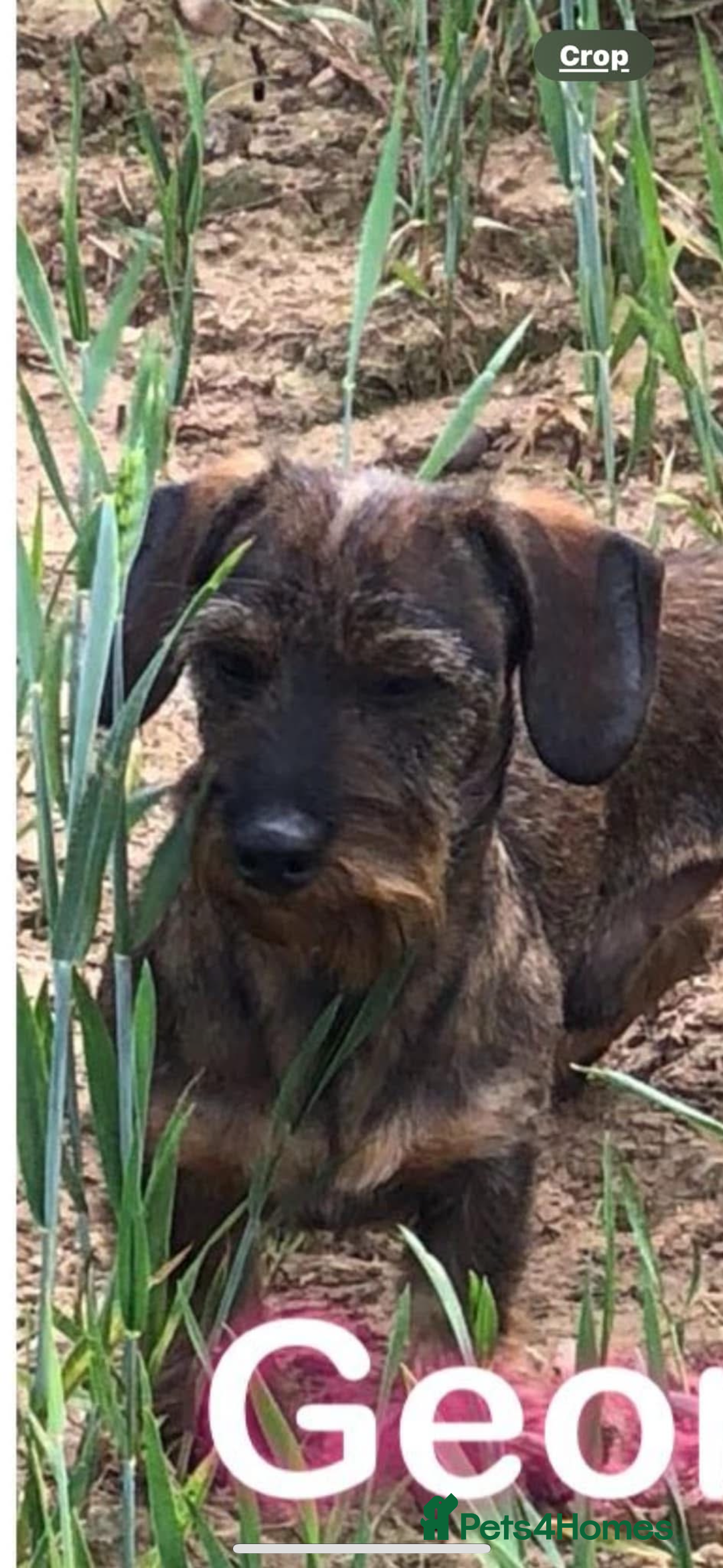 Miniature Dachshund dogs for sale: Wire Haired KC Miniature Dachshund  - Image 20