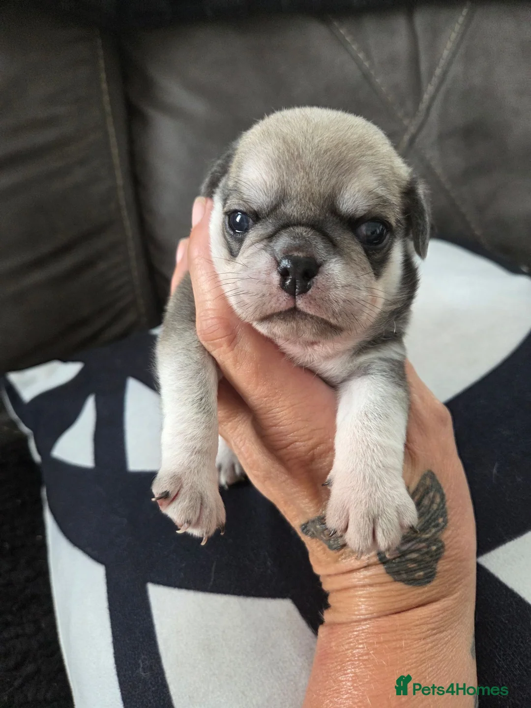Pug dogs for sale: Male pugs - Advert 12