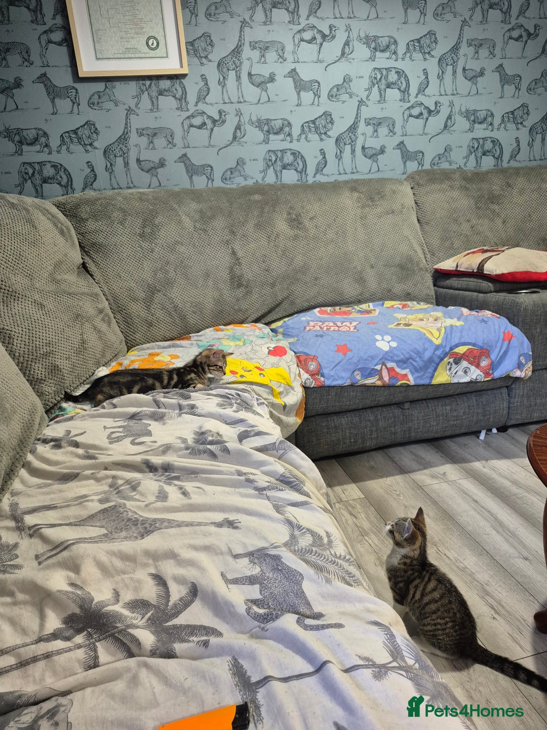 Mixed Breed cats for sale: 2 female kittens  - Image 2