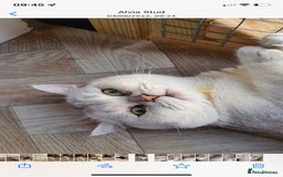 British Shorthair cats for sale: Champion lines for adoption  - Image 28