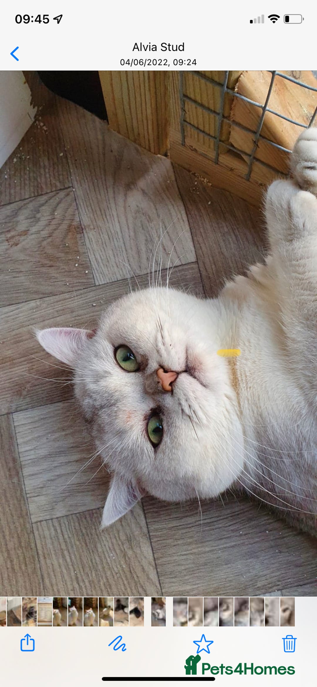 British Shorthair cats for sale: Champion lines for adoption  - Image 28