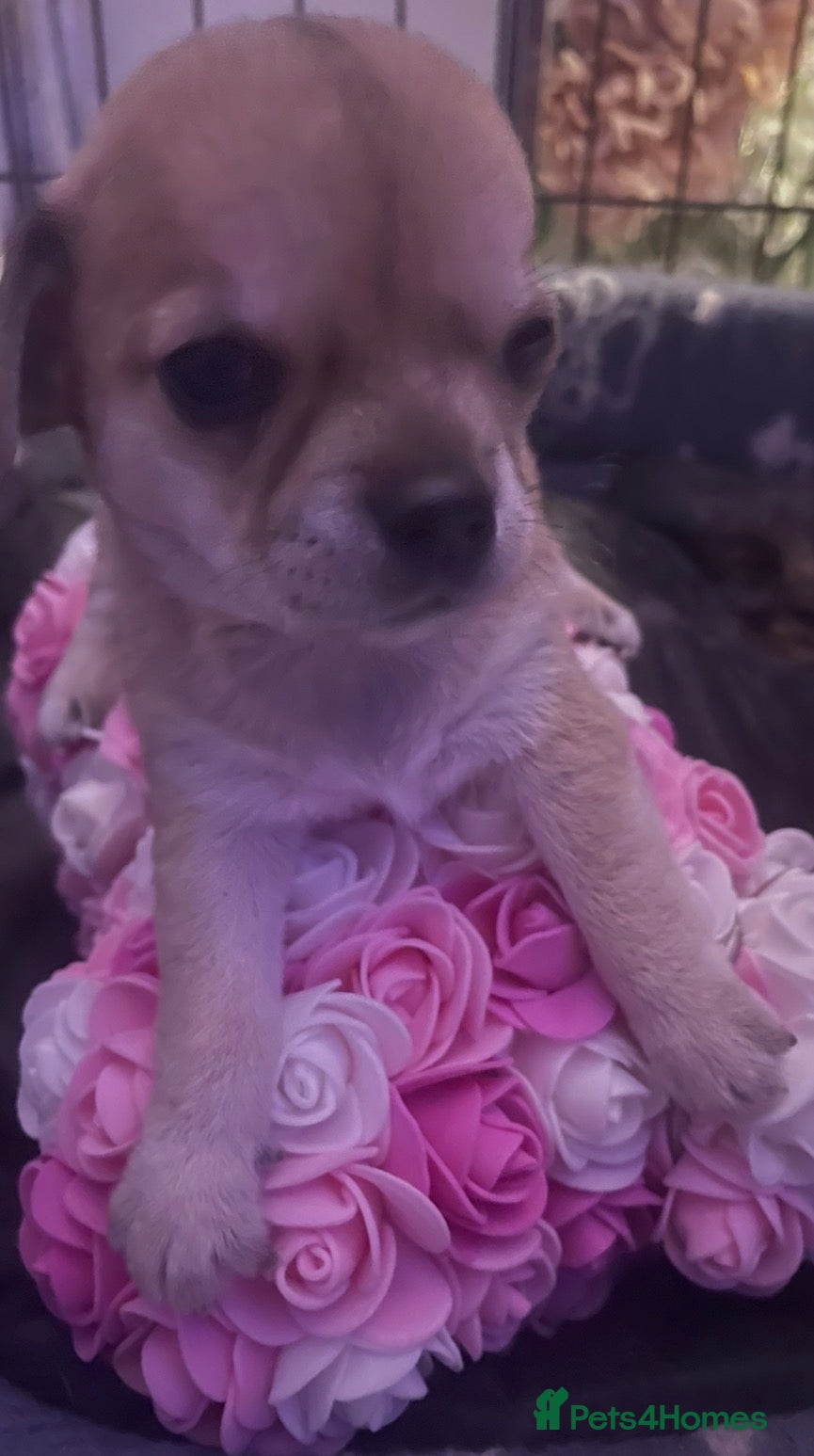 Chihuahua dogs Chihuahua puppy  - Advert 1