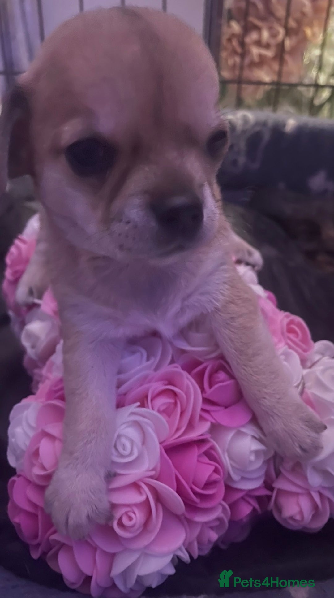 Chihuahua dogs for sale: Chihuahua puppy  - Advert 1