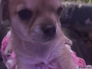 Chihuahua dogs Chihuahua puppy - Advert 1