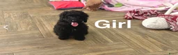 Cockapoo dogs for sale: Beautiful f1 cockapoo puppies  - Advert 3