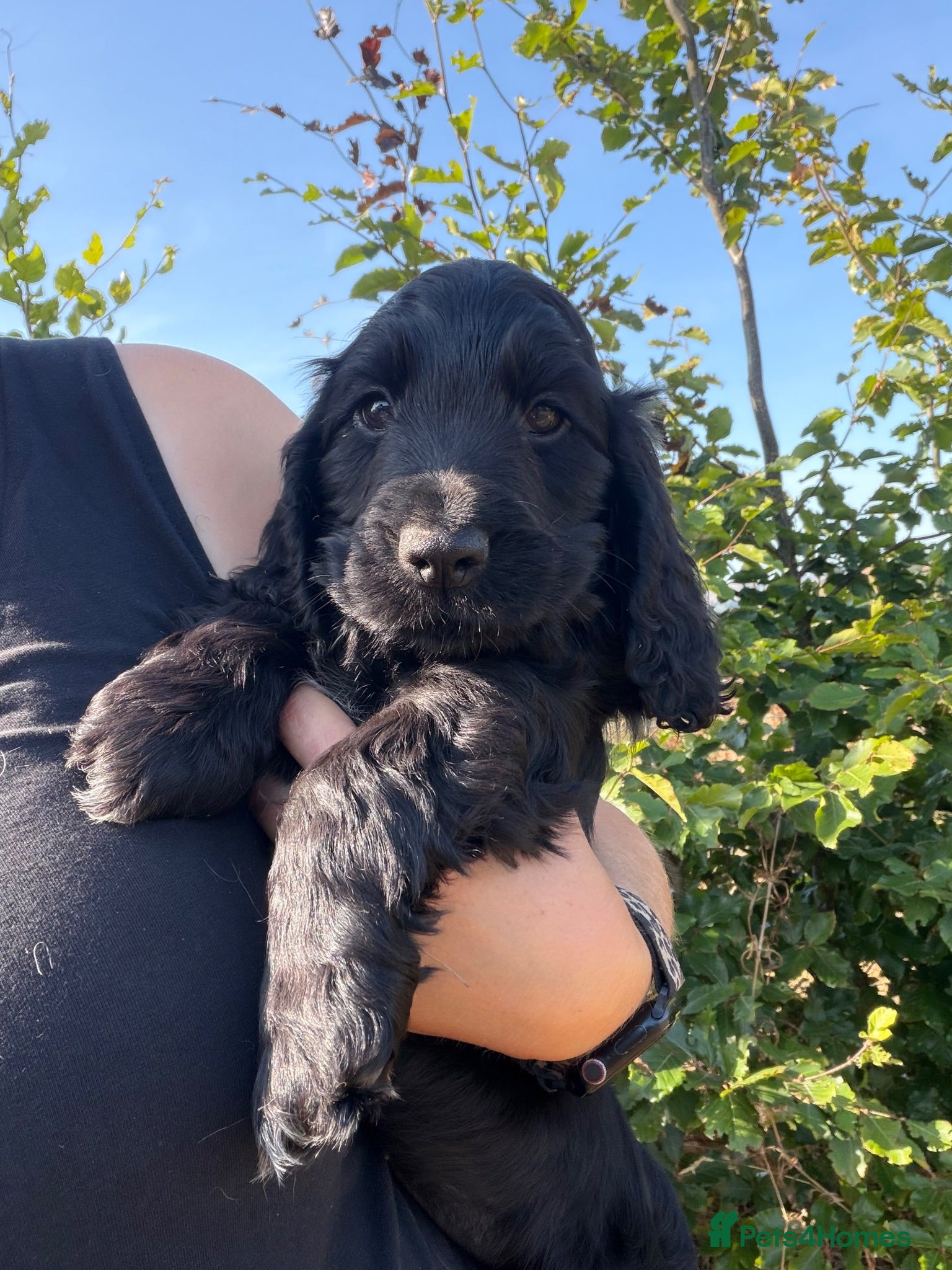 Cocker Spaniel dogs Show cocker puppies - Advert 1