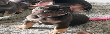 French Bulldog Puppy 3