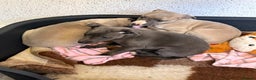Whippet dogs for sale: 5 beautiful kc registered whippit puppies  - Advert 3