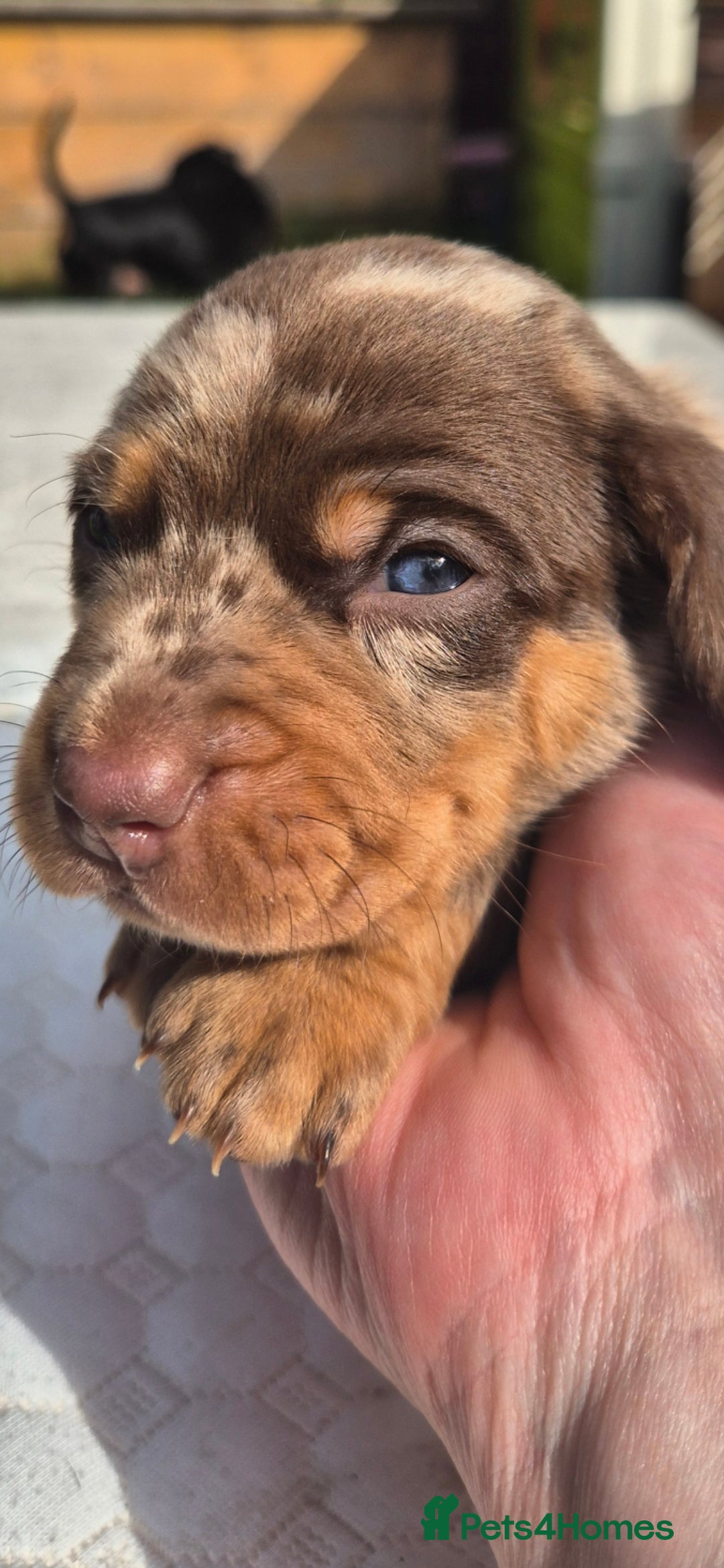 Dachshund dogs for sale: Miniature dachshund puppies PRA CLR - Image 13