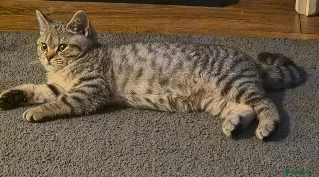 British Shorthair cats for sale: Gorgeous British Shorthair  - Advert 1