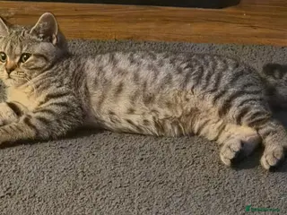 British Shorthair cats Gorgeous British Shorthair - Advert 4